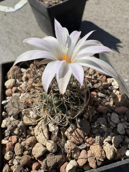 Turbinicarpus graminispinus